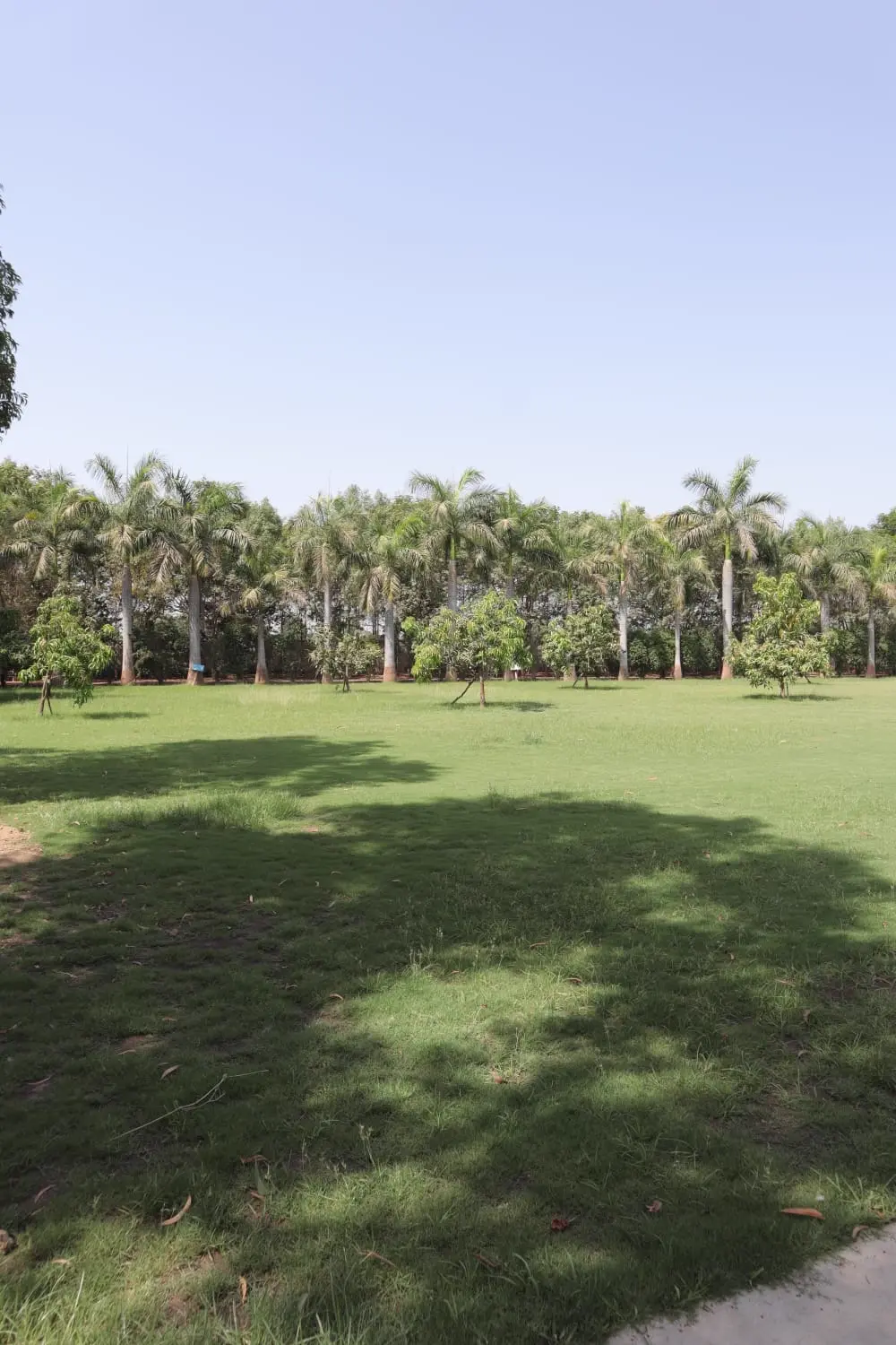 Wedding Lawn